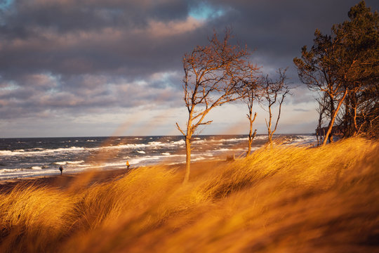 Colorful sunset beach dunes scene with pine tree forest at the coastline and ocean view and grass and moody colorful clouds sky. Weststrand. German Baltic Sea Darßer Ort, Weststrand coastline at Fisch