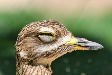 Big eyed bird close-up zoom tired on a sunny day