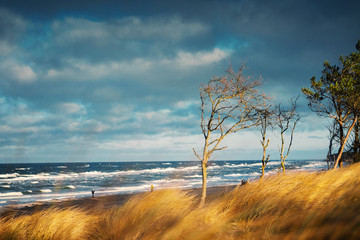 Moody dark pine trees shaped by the wind and stormy on the beach dunes at the coastline forest of...