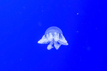 Alone isolated jellyfish on a blue background swimming