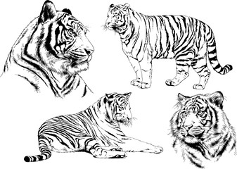 vector drawings sketches different predator , tigers lions cheetahs and leopards are drawn in ink by hand , objects with no background