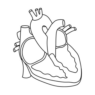 Vector illustration of Heart - Part of Human Organic.