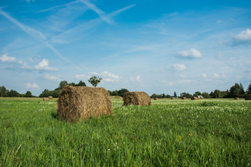 Round hay bales on a green meadow with white flowers and clouds on a sky