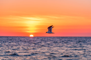 seagull flying over sunset