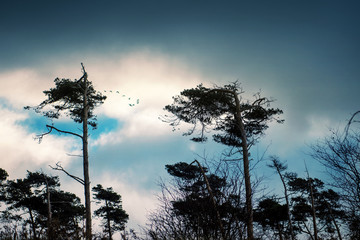 Moody dark pine trees shaped by the wind and stormy on the beach dunes at the coastline forest of the Weststrand. German Baltic Sea Darßer Ort, Weststrand coastline at Fischland-Darss-Zingst