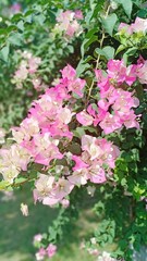 Flowers volume 6555655