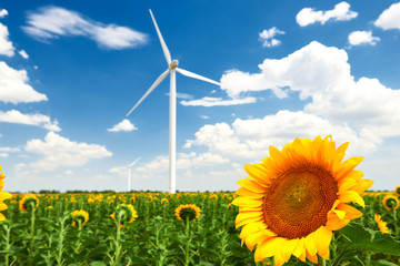 The wind generator in sunflower field. Beautiful landscape with bright cloudy sky. Eco energy...
