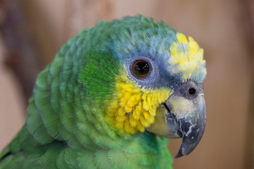 Blue-fronted parrot presenting her beautiful colors