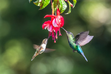 Naklejka premium Niebieski koliber Fioletowy Sabrewing latający obok pięknego czerwonego kwiatu. Tinny ptak lata w dżungli. Przyroda w tropiku Kostaryka. Dwa ptaki ssące nektar z kwitnących w lesie. Zachowanie ptaków