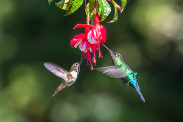 Fototapeta premium Niebieski koliber Violet Sabrewing lecący obok pięknego czerwonego kwiatu. Tinny ptak leci w dżungli. Dzika przyroda w tropiku Kostaryki. Dwa ptaki ssące nektar z rozkwitu w lesie. Zachowanie ptaków
