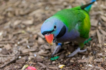 Red-breasted parakeet (Mustache) is having fun on ground