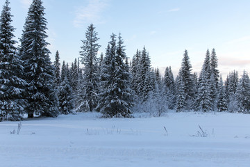 Spruce forest in winter. Winter landscape