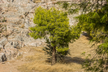 south mountain park outdoor nature scenic landscape of cedar tree on steep rock background