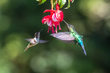 Blue hummingbird Violet Sabrewing flying next to beautiful red flower. Tinny bird fly in jungle. Wildlife in tropic Costa Rica. Two bird sucking nectar from bloom in the forest. Bird behaviour