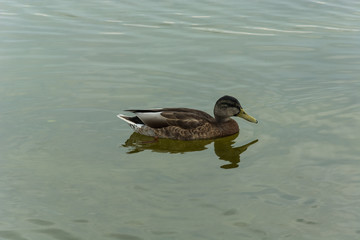 Mallard duck swimming in the water