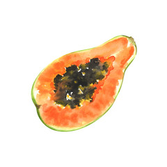 Hand painted watercolor papaya isolated on white background. Fruits illustration