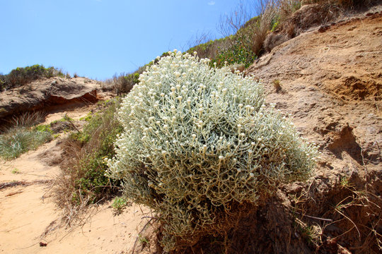 A Cushion Bush (Leucophyta brownii)
