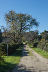 Fototapeta na wymiar Sendero y árbol/ Sendero con un árbol y vegetación en un parque en Madrid. España