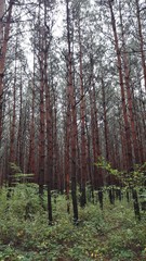 Obraz premium Őrség National Park - Hungary