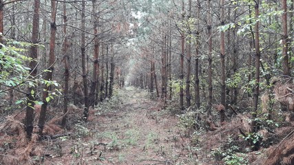 Őrség National Park - Hungary