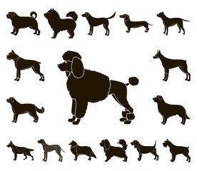 Dog breeds black icons in set collection for design.Dog pet vector symbol stock web illustration.