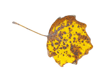 Yellow abele (silverleaf poplar) leaf isolated on white background