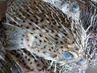 Fisch Markt Kota Kinabalu Borneo Malaysia