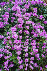 Fototapeta premium Garlic vine flower 