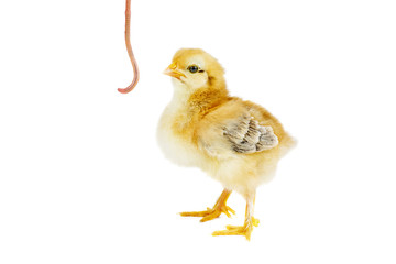 Yellow chicken and earthworm