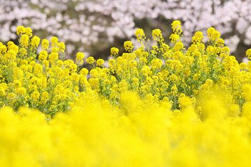 Obraz premium 菜の花