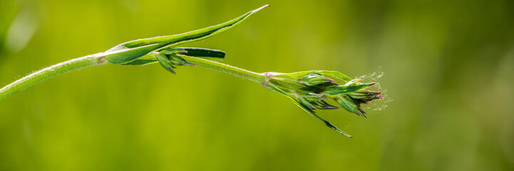 green unblown meadow flower on a blurred background.  Banner for design.