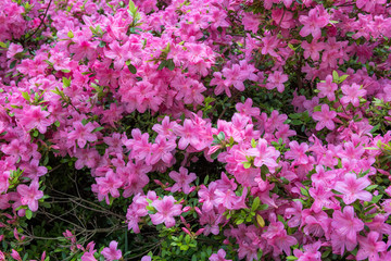 Obraz premium Azalea Bush Background
