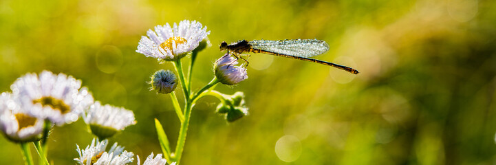 Dragonfly Sits on a Flower Covered with Drops of Dew in a Meadow. Web Banner.