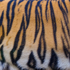 close up tiger skin texture background