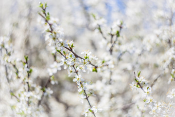 Blooming blackthorn Prúnus spinósa in partial optical blur, spring background, copy space