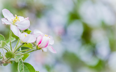 Fresh Apple tree flowers and leaves on garden bokeh, spring background, text space