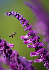 Bee hovering over purple flower