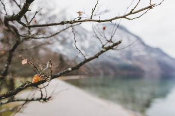The lonely leaf