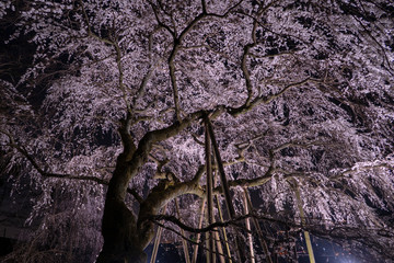 夜桜３