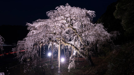 夜桜１