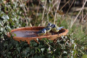 Blaumeise an der Vogeltränke