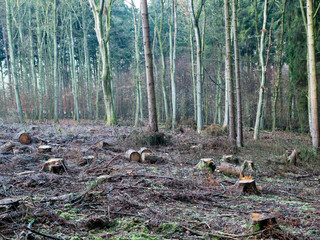 European Forest with numerous cut down trees