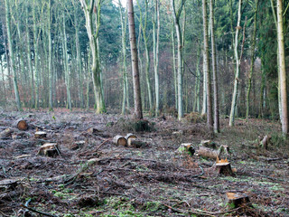 European Forest with numerous cut down trees