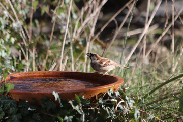Haussperling an der Vogeltränke