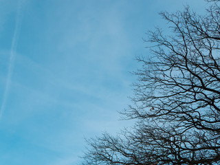 Leafless tree against blue sky