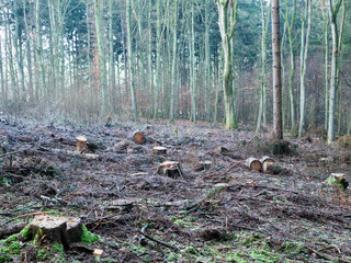European Forest with numerous cut down trees