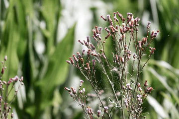 Violet in the high grass I