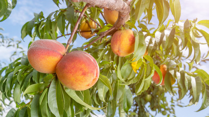 Fresh peach tree closeup with fruits and leaves in the sunshine. Copy space, toning