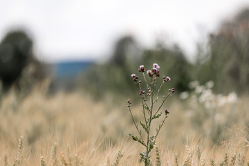 Flower and the Grass