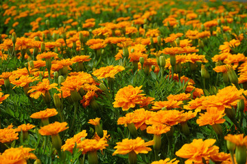 Close up Orange flowers background in garden